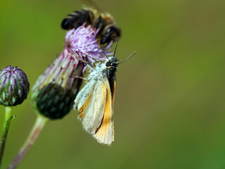 Karłątek leśny  (Thymelicus sylvestris) posilający się nektarem z Ostrożenia łąkowego (Cirsium rivulare) © JDziedzic