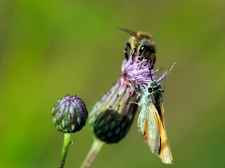 Karłątek leśny  (Thymelicus sylvestris) posilający się nektarem z Ostrożenia łąkowego (Cirsium rivulare) © JDziedzic