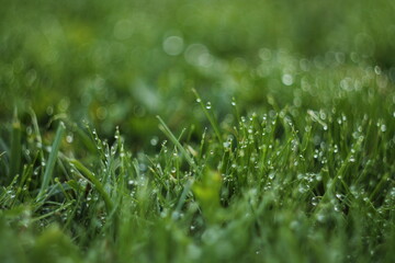 Morning dew drops on fresh green grass in natural meadow, close-up background © Roksolana