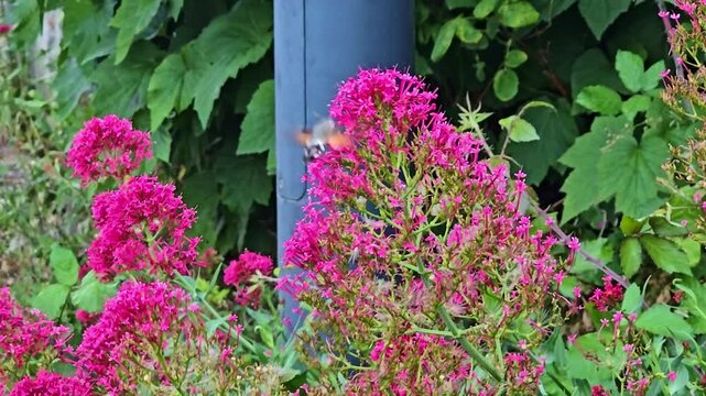 Close-up shows a hummingbird hawk-moth's wings beating rapidly at flowers.