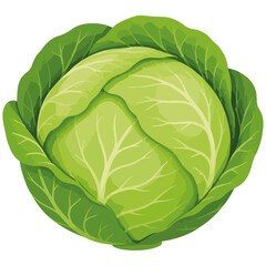 Fototapeta premium Fresh Green Cabbage Illustration Vector