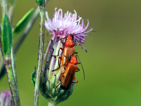 Kopulując para Zmięk ż&oacute;łty (Rhagonycha fulva) posilający się na Ostrożeniu łąkowym (Cirsium rivulare)

Osobniki dorosłe żerują na pyłku, nektarze i drobnych owadach, w tym mszycach
