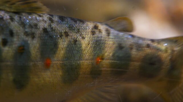 Close up macro shot of juvenile brown trout fins as it swims in a Chalk stream in Wiltshire, UK