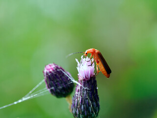 Zmięk żółty (Rhagonycha fulva) posilający się na Ostrożeniu łąkowym (Cirsium rivulare) Osobniki dorosłe żerują na pyłku, nektarze i drobnych owadach, w tym mszycach © JDziedzic