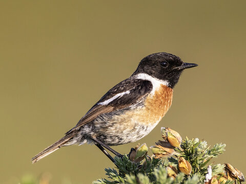 Beautiful nature scene with European stonechat (Saxicola rubicola)  Wildlife shot of European stonechat (Saxicola rubicola) on the branch 