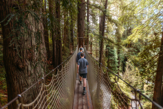 Family walking on a suspension bridge in a redwood forest