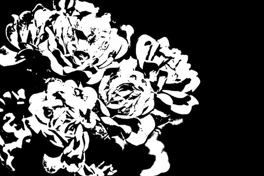 Schwarze-Wei&szlig;-Silhouette von Rosenbl&uuml;ten, kontrastreiche florale Grafik auf schwarzem Hintergrund