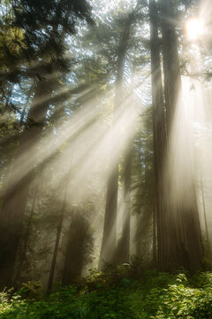 Bright sun rays shining through a redwood forest