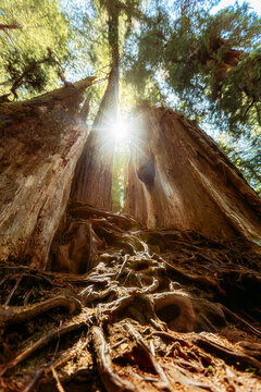 Sunburst through giant ancient redwood trees from below