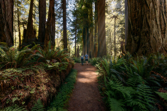 Couple walking on path through giant redwood forest