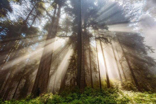 Ethereal sunbeams filter through misty redwood trees