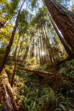 Golden sunlight streams through giant redwood trees