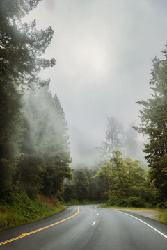 Empty winding road through a foggy forest