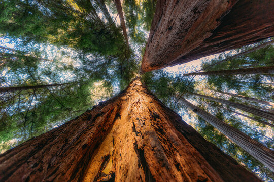 Looking up at giant redwood trees in a sunlit forest