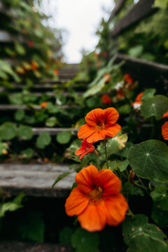 Vibrant orange nasturtiums growing on old wooden stairs