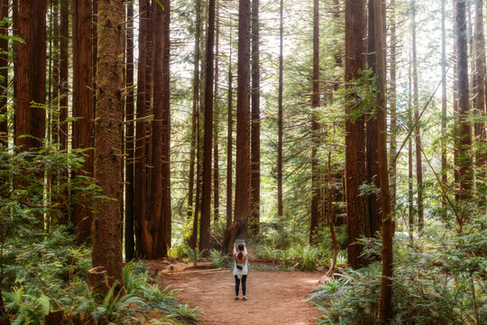 Woman taking photo in giant redwood forest