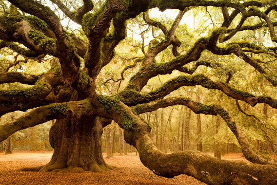 Majestic old oak tree with sprawling branches