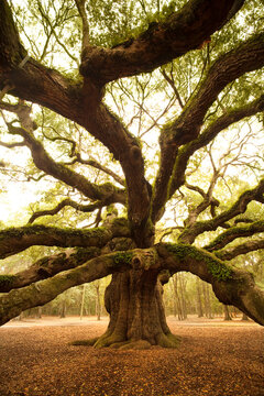 Majestic old oak tree with sprawling branches