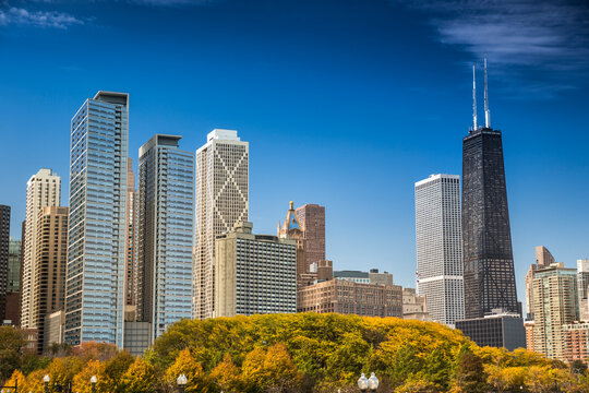Modern skyscrapers towering over autumn trees in Chicago