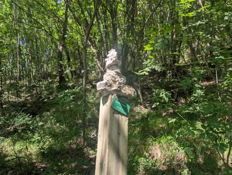 Paletto segnaletico in legno lungo un sentiero di montagna nel bosco. La clip mostra un dettaglio di una freccia o segnavia escursionistico immerso nella fitta vegetazione e nei giochi di luce degli a