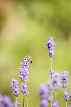 Bee Perched on Lavender Stem Closeup