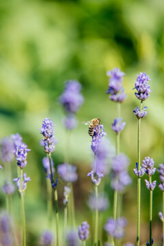 Honeybee Pollinating Purple Lavender Flowers