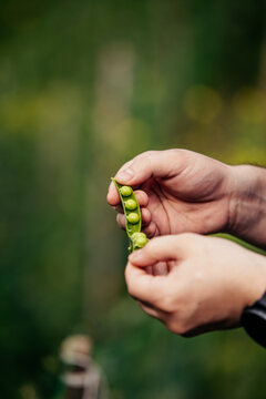 Hands Shelling Fresh Green Peas Outdoors