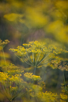 Wild Fennel Flowers Blooming in Field