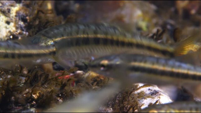 Macro underwater shot of swimming and feeding Minnows in chalk stream, River Avon, Wiltshire, UK