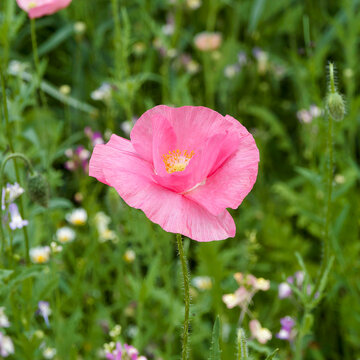 (Papaver rhoeas) Magnificent lilac-pink poppy or corn rose with yellow stamens, a horticultural variety cultivated for its decorative blooms.