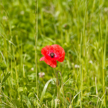 Papaver Rhoeas - An solitary erect common poppy with vivid red crumpled and overlap petals, numerous stamens with bluish-black anthers on thin black filaments atop hairy stem in a middle of a field
