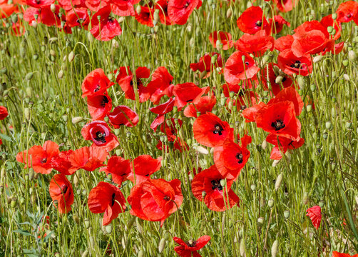 (Papaver rhoeas) A dense carpet of bright red poppies speckled with black, with buds and capsules standing upright on hairy peduncles
