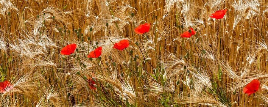Red poppies flowers (Papaver rhoeas) in bloom adding a wild and poetic touch in a wheat field before harvest