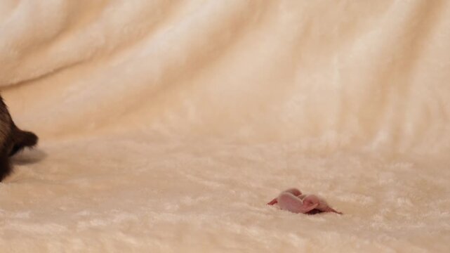 Mothercare of tiny, blind domestic ferret babies just a few days old