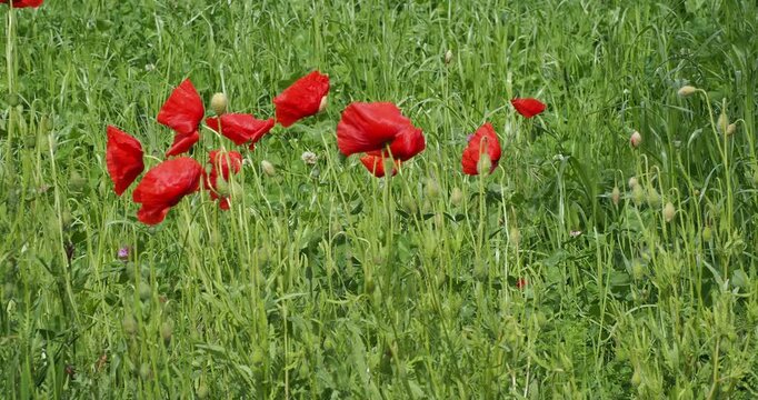 A row of scarlet, cup-shaped poppies (Papaver rhoeas) with hairy buds, drooping on supple, downy stalks, swaying in the wind in a verdant meadow.