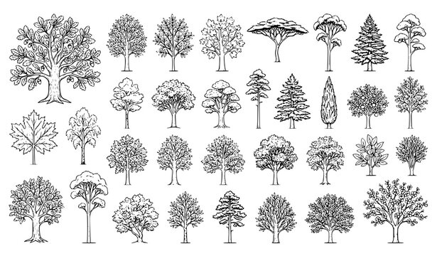 Detailed Botanical Tree Illustration Set Featuring Forest Park Evergreen and Deciduous Tree Species