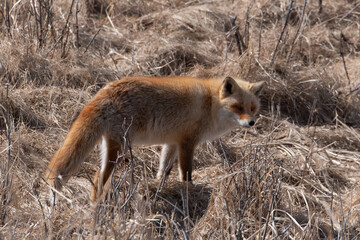 Fototapeta premium Renard roux;