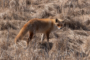 Fototapeta premium Renard roux;