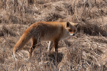 Fototapeta premium Renard roux;