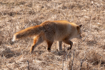 Fototapeta premium Renard roux;