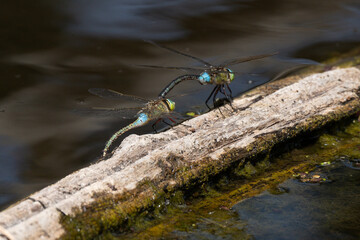 Libellule déprimée, accouplement, Libellula depressa © JAG IMAGES