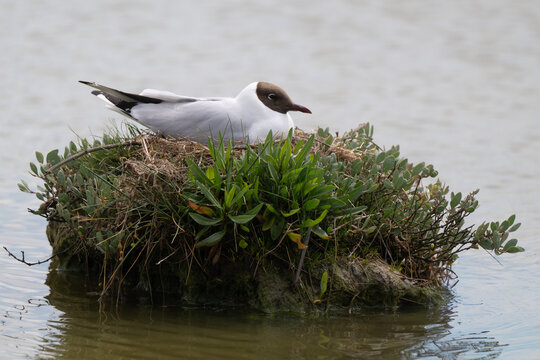Mouette rieuse, obione