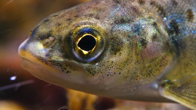 Close up macro shot of Juvenile Brown Trout swimming in current in the River Avon, Wiltshire, UK