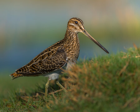 Common snipe bird searching food