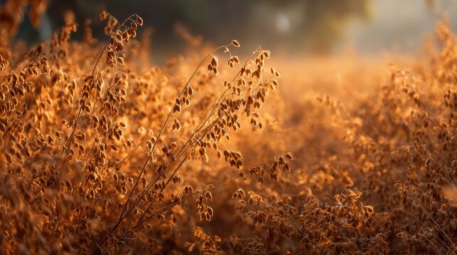 wild golden millet grass growing in field glowing warm yellow and orange in beautiful evening sunset light with soft dreamy bokeh background showing rural countryside agricultural landscape