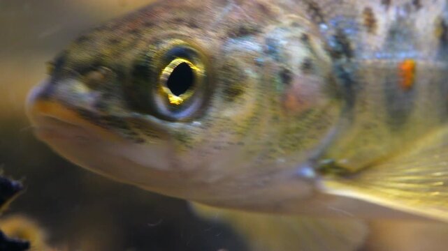  Close up macro shot of Juvenile Brown Trout swimming in current in the River Avon, Wiltshire, UK