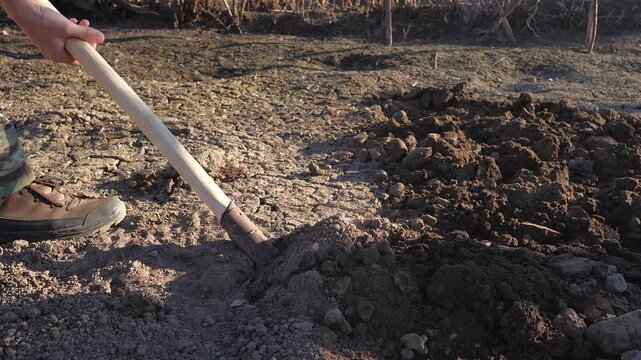 A man digs soil with a bayonet shovel for planting in a vegetable garden on a cool spring evening, close-up