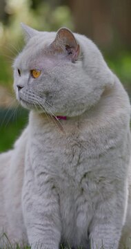 Close up portrait of Scottish straight cat sitting on lawn with intense eyes