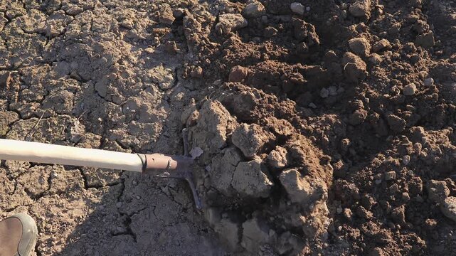 A man digs soil with a bayonet shovel for planting in a vegetable garden on a cool spring evening, close-up