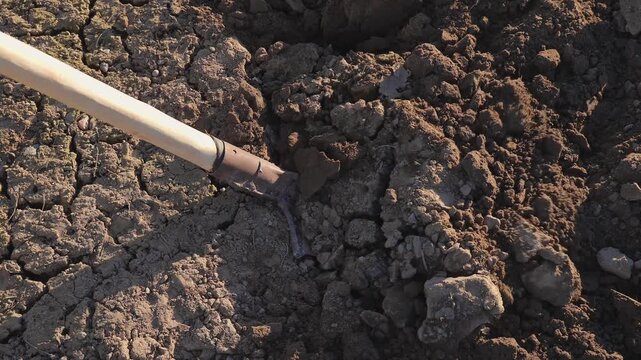 A man digs soil with a bayonet shovel for planting in a vegetable garden on a cool spring evening, close-up